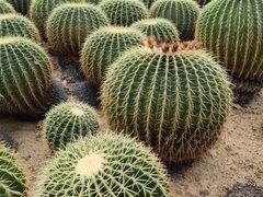 -深圳仙湖植物园