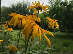 -永定河休闲森林公园