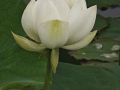 -嘉北郊野公园