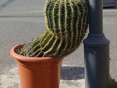 -大壶春(四川中路店)