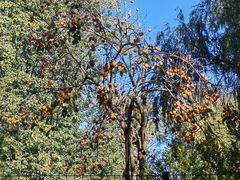 -三里屯东五街银杏大道