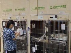 -爱侣宠医·鹦鹉专科·小型哺乳类·异宠专科(灵石路店)