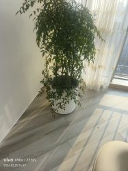 -HEYAN荷妍专业脱毛连锁机构
