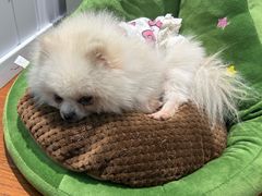 -汪说·狗咖·拼豆·宠物周边DIY(旺城大厦店)