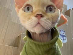 -COLOR PETS 撸猫馆·购猫·猫咖(长风大悦城店)