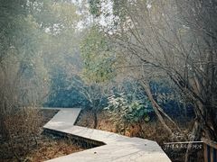 -上海滨江森林公园