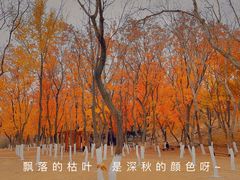 -北宫国家森林公园