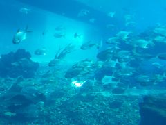 -海棠湾洲际-涛·海底餐厅·美人鱼·自助餐·海底隧道