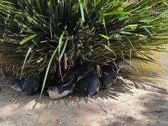 -费瑟代尔野生动物园