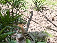 -新加坡飞禽公园