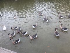 -西安浐灞国家湿地公园