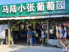 -马陆小张葡萄园农家乐