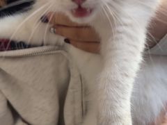 -伟伟宠物医院·瑞派猫友好医院·猫科(光谷店)