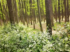 -上海共青森林公园