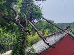 -泰山风景名胜区-普照寺