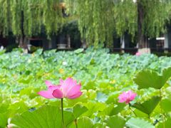-四川大学(望江校区)