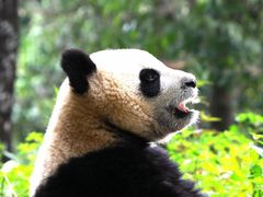 -中国大熊猫保护研究中心雅安碧峰峡基地