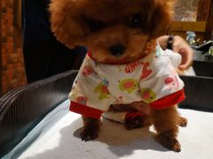 -more than meow吴止猫主题餐厅(承德 中船汇店)