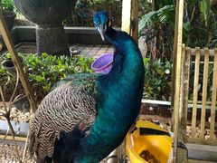 -西双版纳融创皇冠假日度假酒店