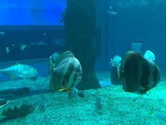 -北戴河圣蓝海洋公园