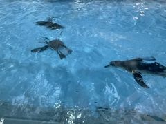 -帝企鹅自助餐厅•儿童岛•真企鹅(长隆企鹅酒店)