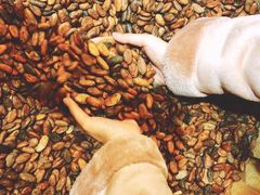 -歌斐颂巧克力小镇