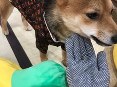 -逗柴咖啡屋·狗咖猫咖宠物桌游