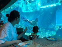 -海棠湾洲际-涛·海底餐厅·美人鱼·自助餐·海底隧道