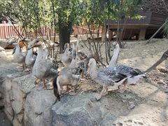 -大连森林动物园