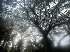 -瑞丽独树成林风景区