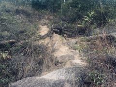 -板樟山森林公园