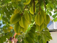 -西双版纳傣族园