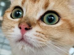 -东方名猫馆·英短金渐层布偶猫舍(环线广场1号楼店)