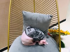 -藏猫猫咖啡主题馆(中央大道店)