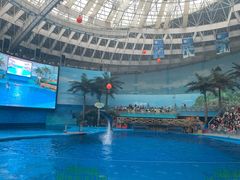 -海合安成都极地海洋公园