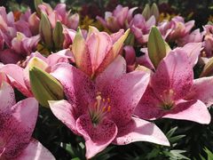 -长春公园(普阳街道)