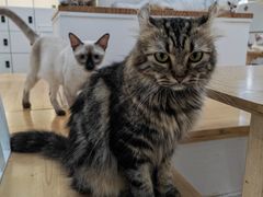 -李小姐の猫咖啡馆(五角场店)