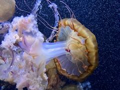 -成都浩海立方海洋公园
