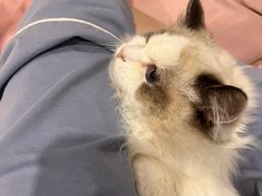 -lincat·猫舍(广州店)