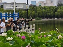 -莲花池公园