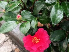 -新名仕新白玉兰餐厅