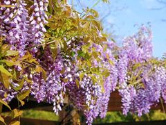 -合肥滨湖国家森林公园