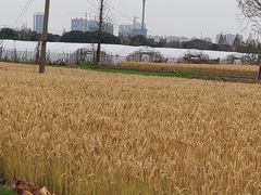 -小鱼草莓采摘园农家乐·小鱼餐厅