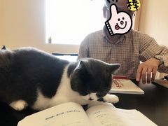 -猫音日语留学培训