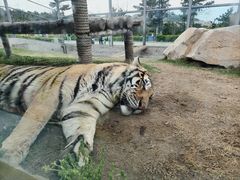 -西霞口神雕山野生动物世界