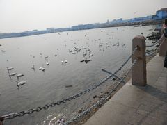 -烟墩角天鹅湖