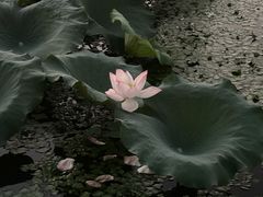 -月湖风景区