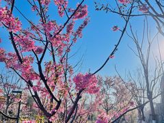 -合肥生态公园