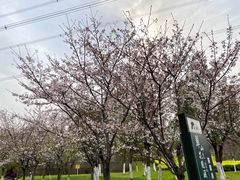 -九里河湿地公园
