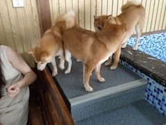 -柴源莊·柴小宠柴犬咖啡